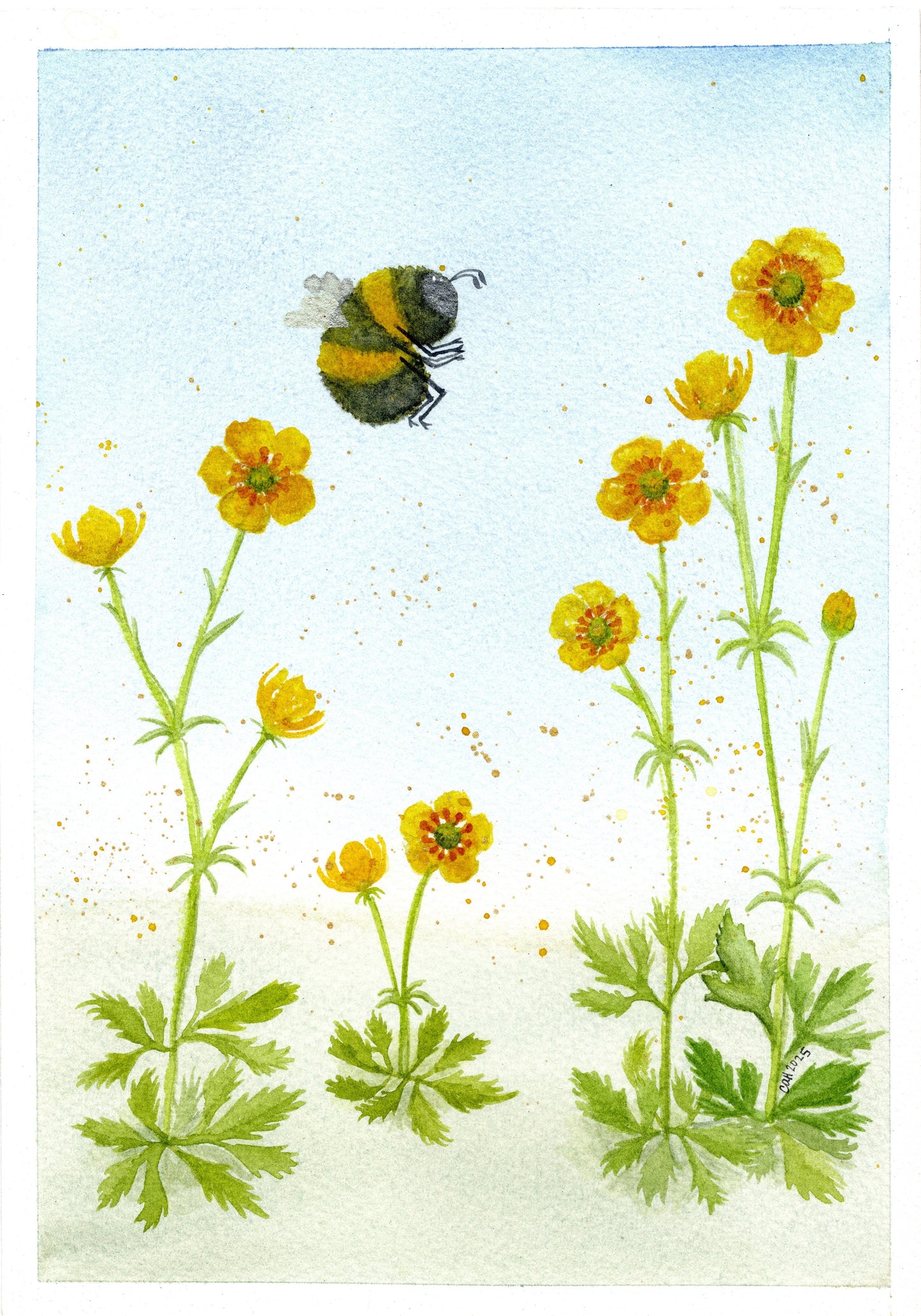 Buttercup Bee