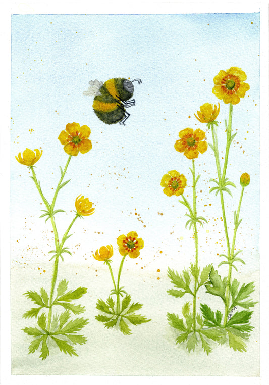 Buttercup Bee